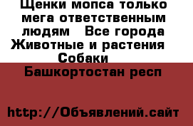 Щенки мопса только мега-ответственным людям - Все города Животные и растения » Собаки   . Башкортостан респ.